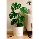 ToXA 9 Litre Begonya Saksı 25cm Mat Plastik Drenajlı Tabaklı Çiçek Saksısı - Beyaz - 9L