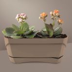 ToXA Modern Balkon Saksısı 5 Litre Kahve 35CM Tabaklı Delikli Plastik Saksı No1 - Cappuccino