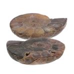 Toyvian 2 Adet Fosil Deniz Kabuğu Çocuklar Için Paleontolog Seti Deniz Kabuğu Örneği Feng Shui Süsleme Ammonit Modeli Böcek Örneği Labradorit Kolye Kolye Doğal Deniz Kabuğu Fosili