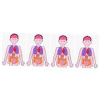 Toyvian 4 Takım Çocukların Insan Vücudu Öğretim Yardımcıları Insan Vücudu Duyuru Panosu Insan Organları Posteri Anatomik Poster Jeffy Kukla Manuel Yürümeye Başlayan Çocuk Duvar Kumaş