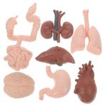 Toyvian 8 Insan Organı Modeli Çocuklar Için Insan Vücudu Parçaları Organ Öğretim Yardımı Okul Öncesi Fen Öğretim Yardımcıları 3d Organ Modeli Takım Elbise Sütun Bebek Bulmaca Plastik