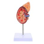 Toyvian böbrek modeli anatomik olarak anatomi modeli biyoloji gösteri modeli insan organ modeli insan vücudu organ modeli insan iç organları modeli biyoloji sınıfı pervane pvc