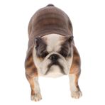 Toyvian Bulldog Heykel minyatür köpek figürleri hayvan bahçesi heykelleri süs köpek figürleri oyuncak buldok heykelcik masaüstü modeli açık köpek Fransız Bulldog çocuk oyuncak bebek
