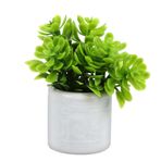 Toyvian Mini Bonzai Minyatürler Minyatür Aksesuarlar 1:12 Ölçekli Saksı Bitkisi Çocuklar Için Süsler Minik Bonzai Minyatür Bonzai Seramik Beyaz Ob11 Yeşil Bitkiler Küçük Saksı Bitkileri