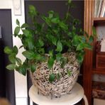Tradescantia Albiflora Telgraf Çiçeği Fidesi(3 Adet)