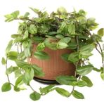 Tradescantia Flumensis Telgraf Çiçeği Fidesi(5 adet)