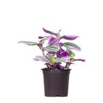 Tradescantia Nanouk 15 Cm Telgraf Çiçeği 4 Dal
