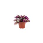 Tradescantia Nanouk Pembe Telgraf Çiçeği 10-20 Cm