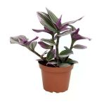 Tradescantia Nanouk Pembe Telgraf Çiçeği 8.5 Cm Saksıda 10-20 Cm