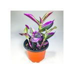 Tradescantia Nanouk Pembe Telgraf Çiçeği 8.5 Cm Saksıda