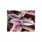 Tradescantia Nanouk Pembe Telgraf Çiçeği Fidanı 10-20 Cm