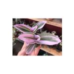 Tradescantia Nanouk Pembe Telgraf Çiçeği, SRD30012025BYB1236