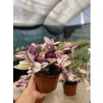 Tradescantia Nanouk Telgraf Çiçeği 13 Lük Saksıda