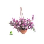 Tradescantia Nanouk Telgraf Çiçeği Askılı
