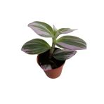 Tradescantia Nonuk Telgraf Çiçeği Fidanı 10-20 Cm Yeşil Pembe
