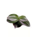 Tradescantia Nonuk Telgraf Çiçeği Fidanı 10-20 cm