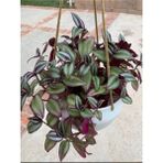 Tradescantia Zebrina Alacalı Telgraf Çiçeği 1 Adet Makrome Saksılı 30-50cm