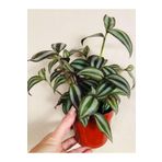 Tradescantia Zebrina Telgraf Çiçeği 1 Adet Saksılı Salon Çiçeği 20-40Cm, SRD30012025BYB967