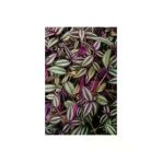Tradescantia Zebrina (Telgraf) Çiçeği Fidanı Kahve 10-20 Cm