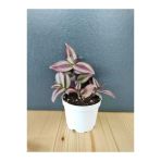 Tradescantia Zebrina - Telgraf Çiçeği Fidnı 10-20 Cm