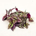 Tradescantia Zebrina Telgraf Çiçeği Kahve Yeşil 10-20 Cm