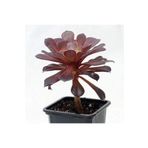 Tree Aeonium Radyasyon Emici Irlanda Gülü