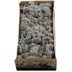 Trend Bahçe Reindeer Moss Antrasit Şoklanmış Norveç Yosunu