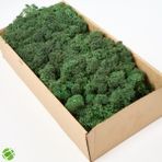 Trend Bahçe Reindeer Moss Dark Green Şoklanmış Norveç Yosunu
