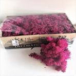 Trend Bahçe Reindeer Moss Erica(Mürdüm) Şoklanmış Norveç Yosunu