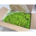 Trend Bahçe Reindeer Moss Lime Green Şoklanmış Norveç Yosunu 4 KG