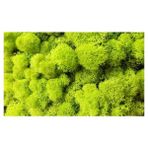 Trend Bahçe Reindeer Moss Lime Green Şoklanmış Norveç Yosunu