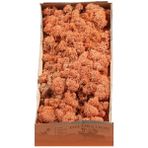 Trend Bahçe Reindeer Moss Mango Şoklanmış Norveç Yosunu