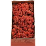 Trend Bahçe Reindeer Moss Siena Şoklanmış Norveç Yosunu