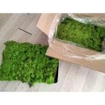 Trend Bahçe Reindeer Moss Spring Green Şoklanmış Norveç Yosunu 4 KG
