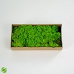 Trend Bahçe Reindeer Moss Spring Green Şoklanmış Norveç Yosunu