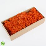 Trend Bahçe Reindeer Moss Turuncu Şoklanmış Norveç Yosunu