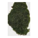 trendbahce Doğal Kaya & Ağaç Yosunu,Teraryum Yosunu 40x40cm Canlı Bitki Moss