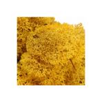 trendbahce Reindeer moss sarı (hardal) şoklanmış norveç yosunu (50GR)