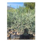 Trilya Zeytin Fidanı 1 Adet Tüplü 50-75CM Bol Verimli Sofralık Zeytin