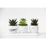 TRİO BEYAZ SUKULENT SETİ - Haworthia, Echeveria Emerald