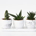 TRİO BEYAZ SUKULENT SETİ - Haworthia, Gasteria, Aloe Ferox