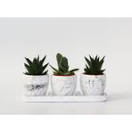 TRİO BEYAZ SUKULENT SETİ - Haworthia, Gasteria Obliqua