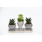 TRİO HELEN GRİ SUKULENT SETİ - Haworthia Limifolia, Echeveria