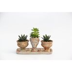 TRİO HELEN ORANGE SUKULENT SETİ - Haworthia Pumila, Echeveria