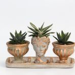 TRİO HELEN ORANGE SUKULENT SETİ - Haworthia Pumila, Gasteria