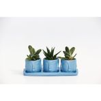 TRİO MAVİ ADLER SUKULENT SETİ - Gasteria, Haworthia