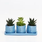 TRİO MAVİ ADLER SUKULENT SETİ - Haworthia Limifolia, Echeveria
