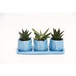 TRİO MAVİ ADLER SUKULENT SETİ - Haworthia Limifolia, Gasteria