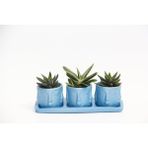 TRİO MAVİ ADLER SUKULENT SETİ - Haworthia Pumila, Gasteria