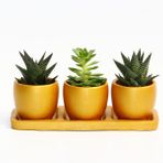 TRİO ORANGE HEDİYELİK SUKULENT SETİ - Haworthia, Echeveria
